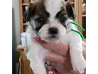 Bichon Frise Puppy for sale in Jonesborough, TN, USA