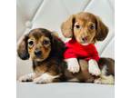 Dachshund Puppy for sale in Pearson, GA, USA