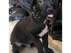 Cane Corso Puppy for sale in North Miami Beach, FL, USA