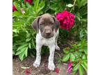 German Shorthaired Pointer Puppy for sale in Morris, PA, USA