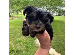 Yorkshire Terrier Puppy for sale in Hernando, MS, USA