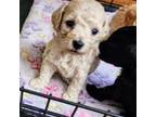 Mutt Puppy for sale in Appleton, MN, USA