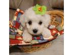 Bichon Frise Puppy for sale in Sperry, OK, USA