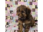 Wapoo Puppy for sale in Perham, MN, USA