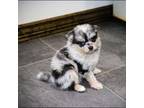 Pomeranian Puppy for sale in Festus, MO, USA