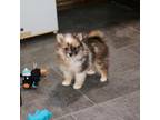 Pomeranian Puppy for sale in Festus, MO, USA