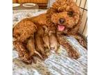Cavapoo Puppy for sale in Columbia City, IN, USA