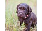 Boykin Spaniel Puppy for sale in Lexington, SC, USA