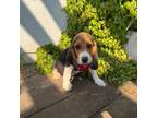 Beagle Puppy for sale in Santa Ana, CA, USA