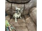 French Bulldog Puppy for sale in De Kalb, TX, USA