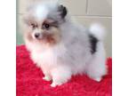 Pomeranian Puppy for sale in San Luis Obispo, CA, USA