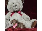 Dachshund Puppy for sale in Polk City, FL, USA