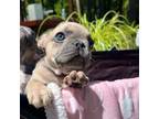 French Bulldog Puppy for sale in Olympia, WA, USA