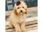 Cavapoo Puppy for sale in Bowling Green, MO, USA