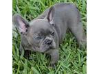 French Bulldog Puppy for sale in Houston, TX, USA