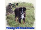 Ordell