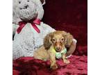 Dachshund Puppy for sale in Polk City, FL, USA