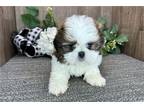 Shih Tzu Puppy for sale in South Bend, IN, USA