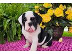 Bulldog Puppy for sale in Canton, OH, USA