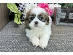 Shih Tzu Puppy for sale in South Bend, IN, USA