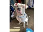 Adopt Kash a White - with Brown or Chocolate American Pit Bull Terrier / Mixed