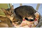 Adopt Charleston a Spotted Tabby/Leopard Spotted Domestic Shorthair (short coat)