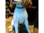Mutt Puppy for sale in Newport, WA, USA