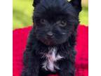 Yorkshire Terrier Puppy for sale in Staunton, VA, USA