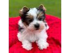 Yorkshire Terrier Puppy for sale in Staunton, VA, USA