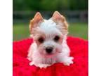 Yorkshire Terrier Puppy for sale in Staunton, VA, USA