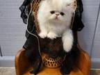 White Long Hair Persian Kitten