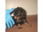 Poodle (Toy) Puppy for sale in Bakersfield, CA, USA