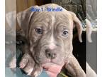 American Pit Bull Terrier PUPPY FOR SALE ADN-788653 - 9 Week Old Pitbull Puppies