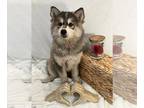 Pomsky PUPPY FOR SALE ADN-788666 - Adorable Pomsky Puppies Now Available to