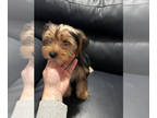 Yorkshire Terrier PUPPY FOR SALE ADN-788708 - Male yorkie
