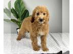 Goldendoodle PUPPY FOR SALE ADN-788726 - MINI GOLDENDOODLE PUPPIES