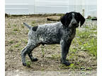 German Shorthaired Pointer PUPPY FOR SALE ADN-788734 - Born April 15 can go home