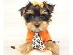 Yorkshire Terrier PUPPY FOR SALE ADN-788736 - Tiny Yorkie Puppies for Sale
