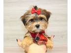 Morkie PUPPY FOR SALE ADN-788739 - Adorable Morkie Puppy For Sale