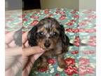 Dachshund PUPPY FOR SALE ADN-788742 - Stunning Miniature Dachshund Puppies