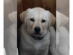 Labrador Retriever PUPPY FOR SALE ADN-788745 - AKC Yellow English Female