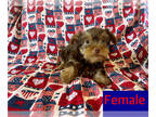 Yorkshire Terrier PUPPY FOR SALE ADN-788753 - Yorkies