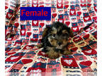 Yorkshire Terrier PUPPY FOR SALE ADN-788756 - Yorkies