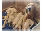 Golden Retriever PUPPY FOR SALE ADN-788762 - Golden retriever puppies