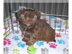 Shorkie Tzu PUPPY FOR SALE ADN-788771 - Shorkie Puppy