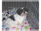 Shih Tzu PUPPY FOR SALE ADN-788775 - Shih Tzu Puppy