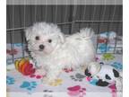 Maltese PUPPY FOR SALE ADN-788776 - Maltese Puppy