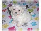 Maltese PUPPY FOR SALE ADN-788778 - Maltese Puppy