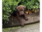 Labrador Retriever PUPPY FOR SALE ADN-788781 - AKC Chocolate Labs