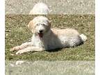 Labradoodle PUPPY FOR SALE ADN-788782 - Labradoodle puppy